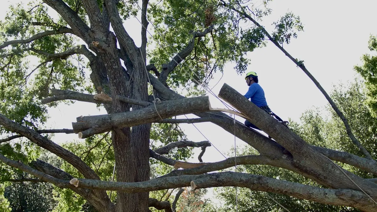 Professional Hazardous Tree Removal performed by certified arborists in Manvel