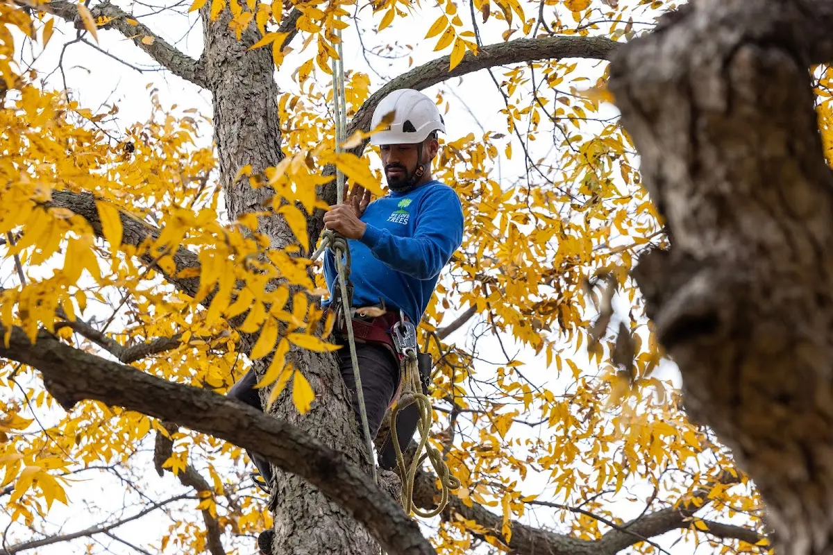 Skilled Tree Pruning crew working in Manvel